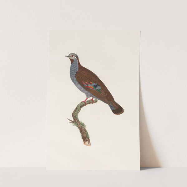 Les pigeons Pl.33 by Coenraad Jacob Temminck