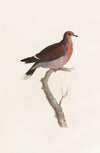 Les pigeons Pl.36