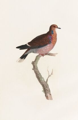 Les pigeons Pl.36