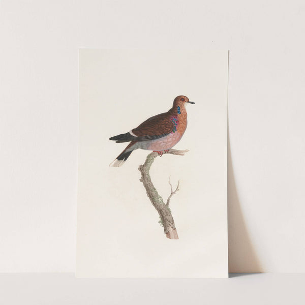 Les pigeons Pl.36 by Coenraad Jacob Temminck