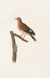 Les pigeons Pl.37