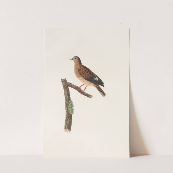 Les pigeons Pl.37 by Coenraad Jacob Temminck