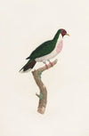 Les pigeons Pl.39