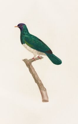 Les pigeons Pl.40
