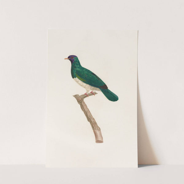 Les pigeons Pl.40 by Coenraad Jacob Temminck