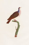 Les pigeons Pl.41