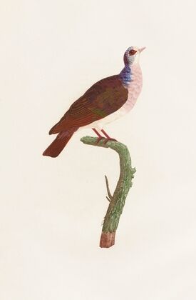 Les pigeons Pl.41