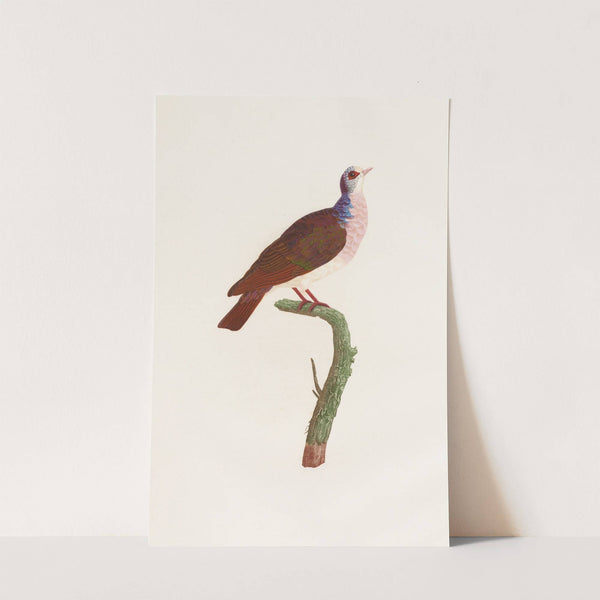 Les pigeons Pl.41 by Coenraad Jacob Temminck