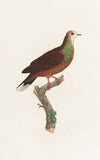 Les pigeons Pl.43