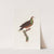 Les pigeons Pl.43 by Coenraad Jacob Temminck