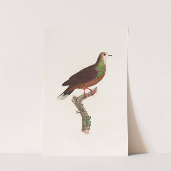 Les pigeons Pl.43 by Coenraad Jacob Temminck