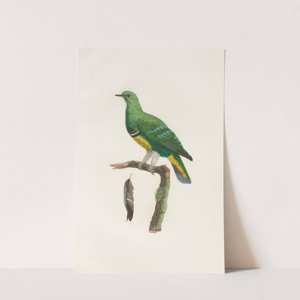 Les pigeons Pl.44 by Coenraad Jacob Temminck