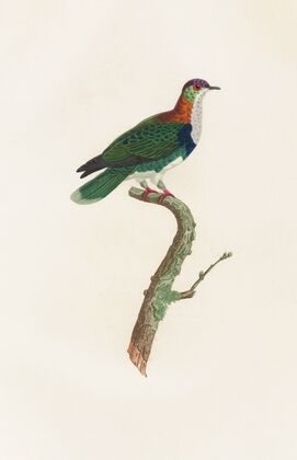 Les pigeons Pl.45