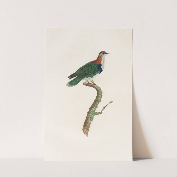 Les pigeons Pl.45 by Coenraad Jacob Temminck