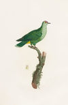 Les pigeons Pl.46
