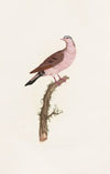 Les pigeons Pl.50