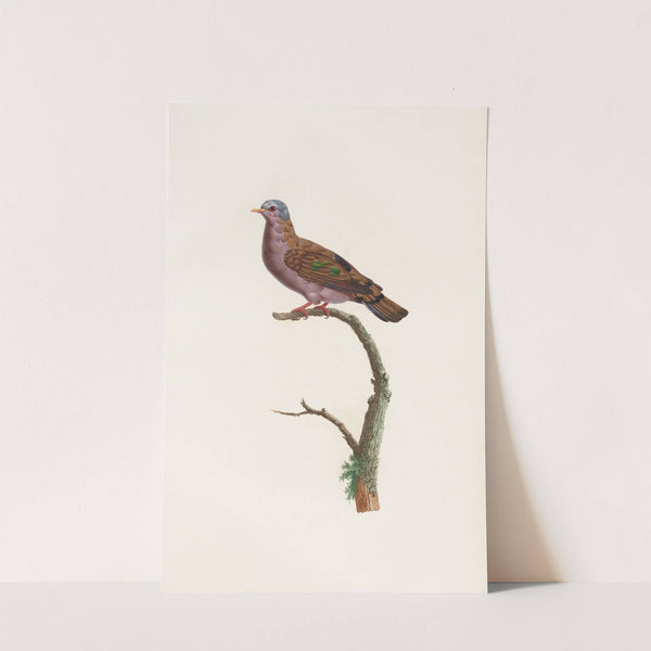 Les pigeons Pl.51 by Coenraad Jacob Temminck