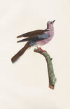 Les pigeons Pl.52