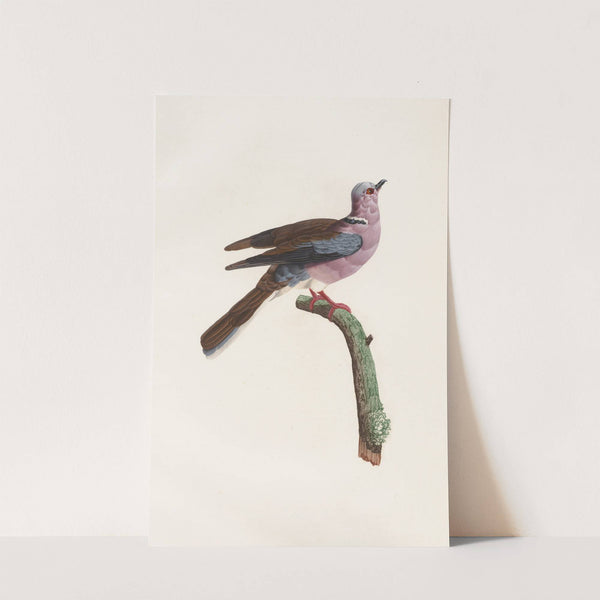 Les pigeons Pl.52 by Coenraad Jacob Temminck