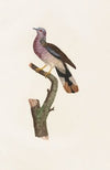 Les pigeons Pl.55