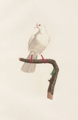 Les pigeons Pl.58
