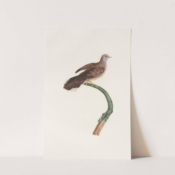 Les pigeons Pl.59 by Coenraad Jacob Temminck