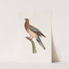 Les pigeons Pl.61 by Coenraad Jacob Temminck