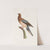 Les pigeons Pl.61 by Coenraad Jacob Temminck