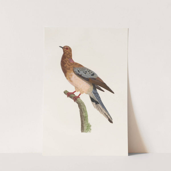 Les pigeons Pl.61 by Coenraad Jacob Temminck