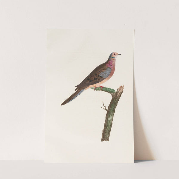 Les pigeons Pl.62 by Coenraad Jacob Temminck