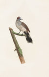 Les pigeons Pl.64