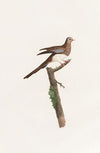 Les pigeons Pl.65