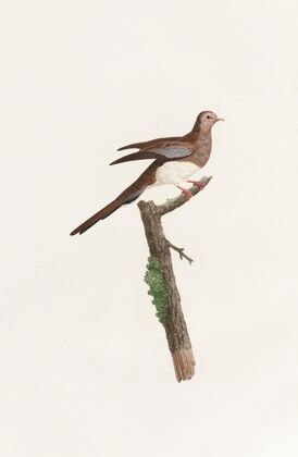 Les pigeons Pl.65