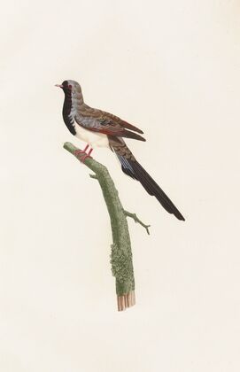 Les pigeons Pl.66