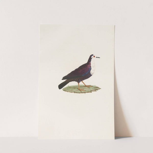 Les pigeons Pl.67 by Coenraad Jacob Temminck