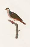 Les pigeons Pl.68