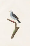 Les pigeons Pl.70