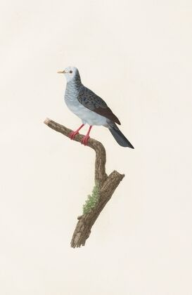 Les pigeons Pl.70