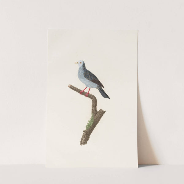 Les pigeons Pl.70 by Coenraad Jacob Temminck