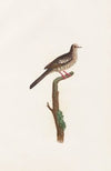Les pigeons Pl.71