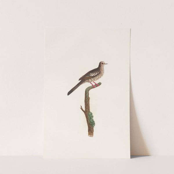 Les pigeons Pl.71 by Coenraad Jacob Temminck