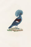 Les pigeons Pl.72
