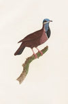 Les pigeons Pl.74