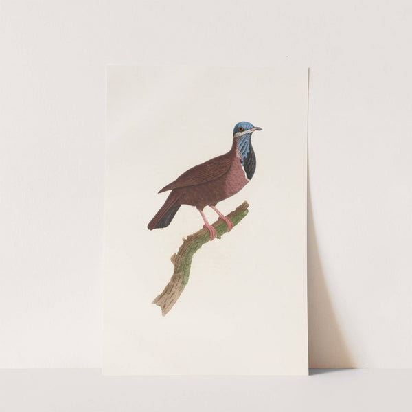 Les pigeons Pl.74 by Coenraad Jacob Temminck