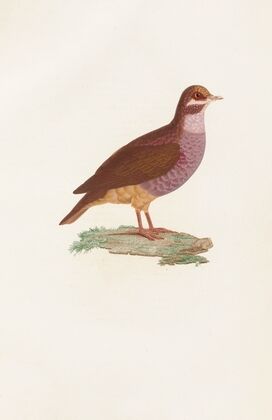 Les pigeons Pl.76