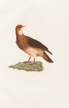 Les pigeons Pl.77