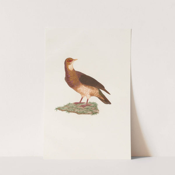 Les pigeons Pl.77 by Coenraad Jacob Temminck