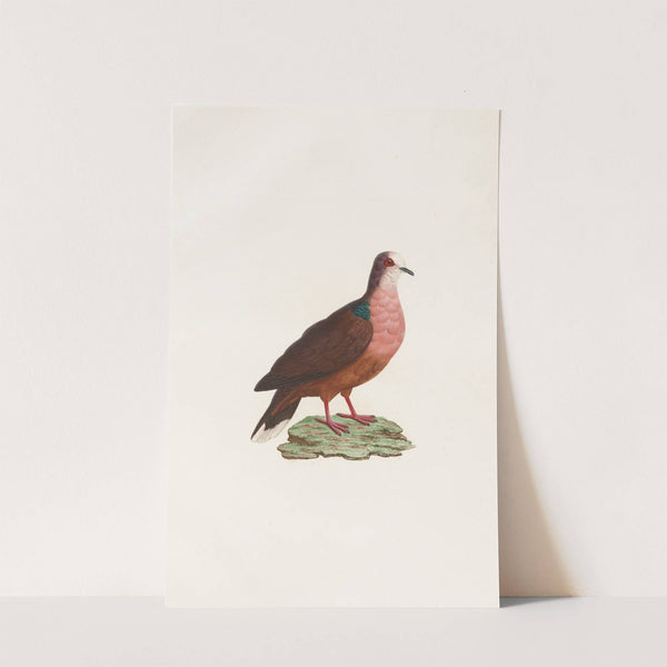 Les pigeons Pl.78 by Coenraad Jacob Temminck