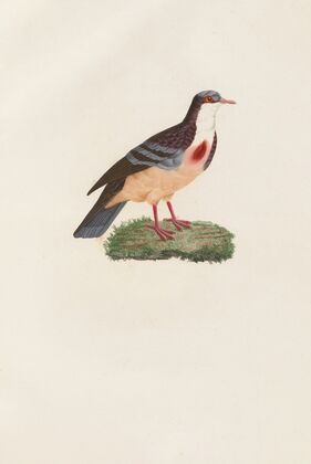 Les pigeons Pl.79