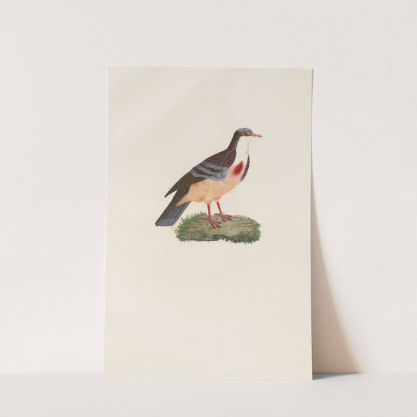 Les pigeons Pl.79 by Coenraad Jacob Temminck